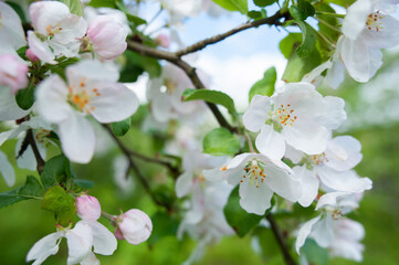 Naklejka na ściany i meble Branches of blossoming apple tree macro with soft focus against the background of gentle greenery. Beautiful floral image of spring nature.