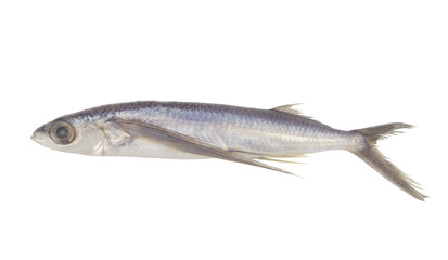 Fresh flying fish isolated on white background