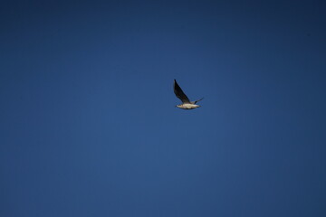 eagle in flight