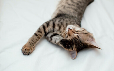 Grey cat washes on the bed. Cute Striped Cat Licks Fur. The kitten is lying on the bed and licking its paws.