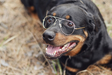 A big black dog with eyeglasses.