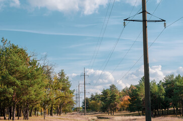 A line of high poles in a pine forest.