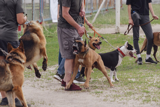 Dog Fight. A German boxer attacks a sheepdog. The animals show a