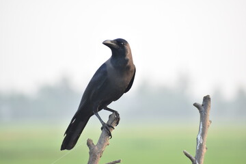 crow on the branch