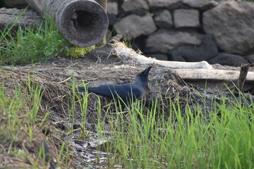 Crow on the bank of paddy field