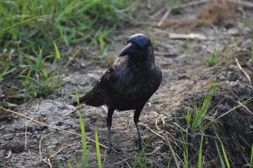 Crow on the bank of the canal 