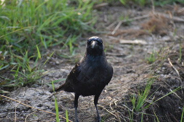 Crow on the bank of the canal 