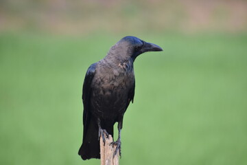 crow on a branch