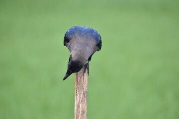 crow on a branch