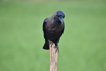 crow on the branch