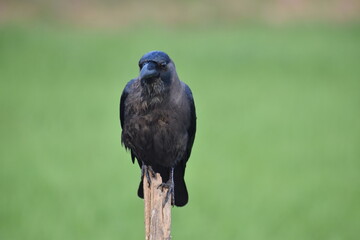 Crow sitting on the branch