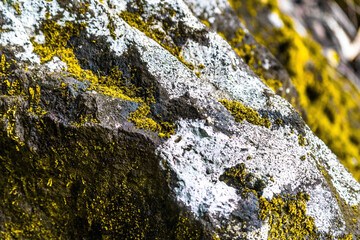 Rock with moss