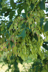 Laburnum anagyroides tree with freshly green seeds on branches on early summer - obrazy, fototapety, plakaty