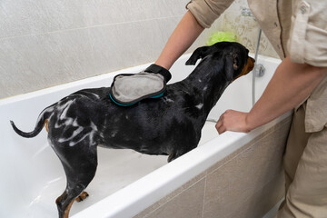 process of washing a black and tan German pinscher in a bathtub with a shower, shampoo and a scrub...