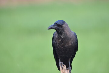 crow on the ground