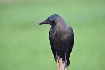 crow on the branch