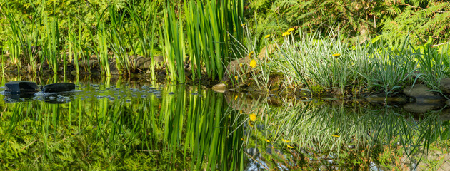 Skimmer floats on surface of water in pond. Beautiful and clean pond. Phalaris arundinacea or reed...