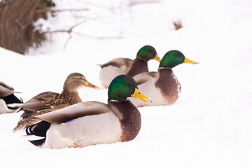 wild ducks walk in the snow near the pond