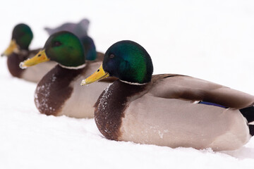 wild ducks walk in the snow near the pond