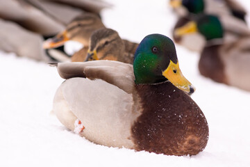 wild ducks walk in the snow near the pond