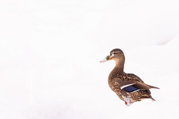 wild ducks walk in the snow near the pond