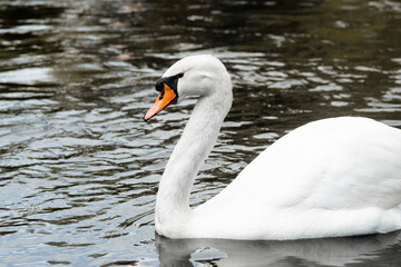 Fototapeta premium Swan in lake