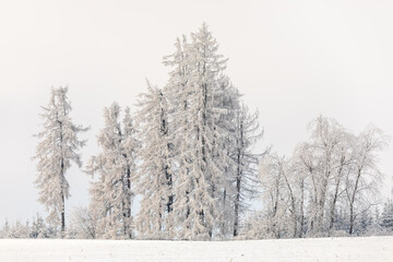 forest landscape, winter holiday theme. Spruce tree covered by white snow Czech Republic, Vysocina region highland