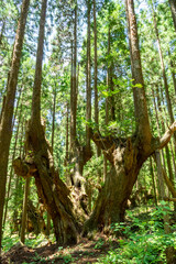 岐阜県関市の株杉の森