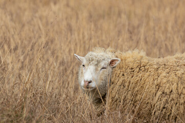 振り向くヒツジ