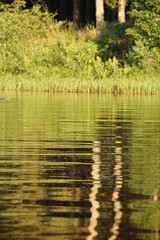 reflections in the water