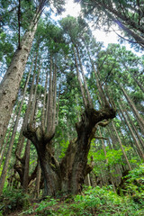 Fototapeta na wymiar 岐阜県関市の株杉の森