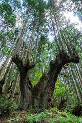 岐阜県関市の株杉の森
