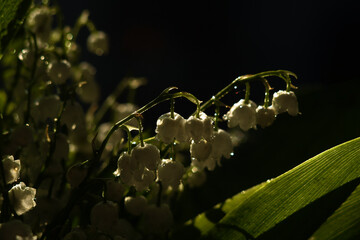 Lilies of the valley close up. Dark background. Water droplets on small lily of the valley flowers.  © Марина Чернякова