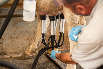 milking machine on the udder of a cow close up