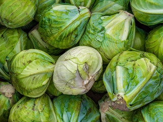 Fototapeta na wymiar Harvest heads of cabbage on a pile. Vegetable cabbage. Raw food. Healthy food. Vegetarianism. Agricultural business. Farming. Harvesting vegetables. Vegetable nutrition. Background.