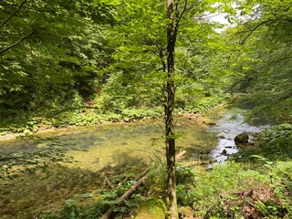 Fototapeta na wymiar Protected landscape of the small river Kamacnik in Gorski kotar - Vrbovsko, Croatia (Zaštićeni krajolik rječice Kamačnik u Gorskom kotaru - Vrbovsko, Hrvatska)