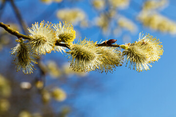 blossoming blooming blooming   catkin or ament on a branch of a spring tree against a blue sky