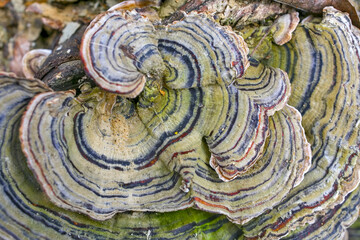 Detail of the Turkey tail mushroom