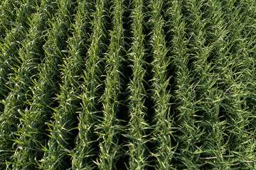 Aerial view of sugarcane plants growing at field