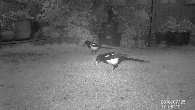pair of maggpie feeding in urban house garden in the dark. Wildlife camera.