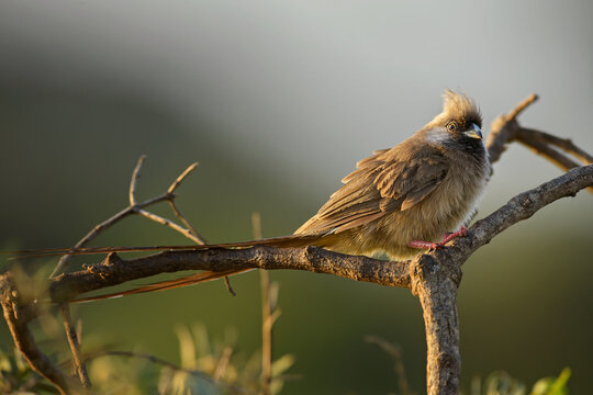 Speckled Mousebird - Colius striatus, beautiful special bird from African bushes, woodlands and savannas, Amboseli, Kenya.