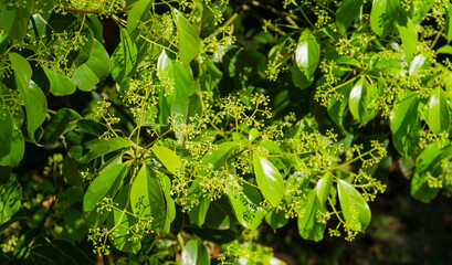 Close-up of blossom of camphor tree (Cinnamomum camphora) common camphor wood or camphor laurel with evergreen leaves  in Arboretum Park Southern Cultures in Sirius (Adler) Sochi. - obrazy, fototapety, plakaty