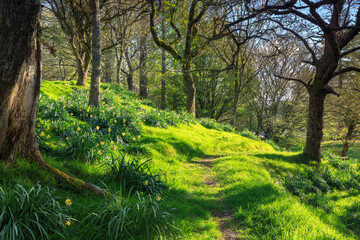 Daffodils flowering in the woods in spring