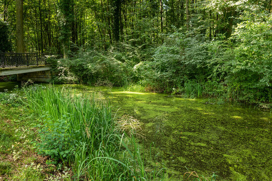 most w parku nad zarośniętym strumieniem