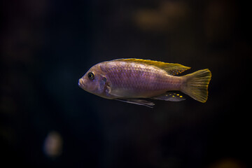 cichlids fish from lake malawi - obrazy, fototapety, plakaty