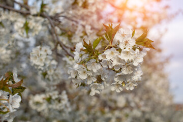 czereśniowy sad wiosną w promieniach słońca © meegi
