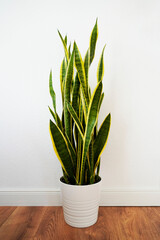 Bow hemp in white flower pot on wooden floor. White background. Easy care plant. Sansevieria
