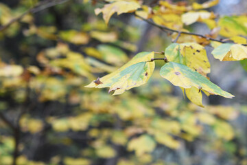 紅葉した葉