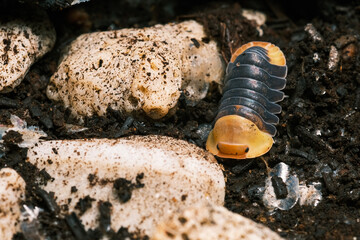 Isopod - Dairy Cow, On the bark in the deep forest, macro shot isopods, Cubaris Rubber ducky,...