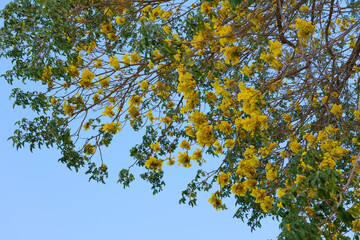 Roseodendron donnell-smithii is known colloquially as primavera. It is the larger and more frequently planted of the two species. Its wood is sometimes used to make furniture. It is native to Central 